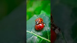 Did you know these things about the Ladybug ???