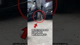 Unexpected Friendship Cat and Mouse Unite in Parking Lot