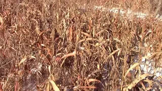 Pheasant Food Plot 1-13-18 Bird Food UPDATE!