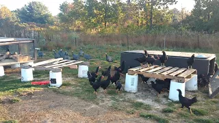 Guinea Hen Goofballs