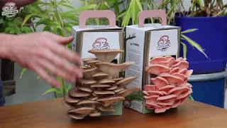 Little Acre Gourmet Mushrooms - Instructional Grow Kit Video