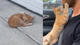 Rescue Of Blind Baby Kitten On Roadside That Was Close To Death 😭 Cries For Help