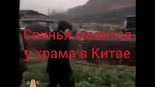 Свинья молилась у храма в Китае! Это реанкарнация???