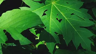 Cinematic Alam || Sinematic Video Nature