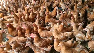 Begin Today poultry farming//Kuku pesa