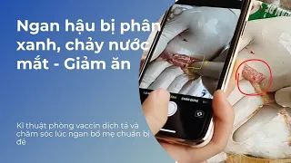 Ngan hậu bị bỏ ăn phân xanh