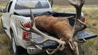 338 Lapua Vs Bulk Elk New Zealand