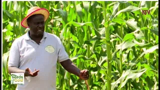 Maximize Maize Farming: Enhance Crop Productivity | Seeds of Gold