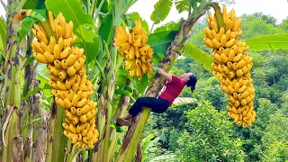 Harvest Banana Goes to the market sell-Wild girl - Huong