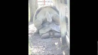 giant tortoises doing it