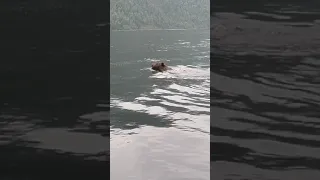 Телецкое озеро. Медведь купается в Телецком. 13.08.2021.
