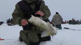 БЕШЕНЫЙ КЛЁВ СУДАКА ВЕСНОЙ 2021! Попал на "ХАПОК" СУДАКА на ОБСКОМ ВОДОХРАНИЛИЩЕ!