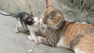 Mother Cat Adopting Abandoned Kitty Then Rejecting