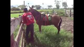 Montando nos burros que pulam|ADB