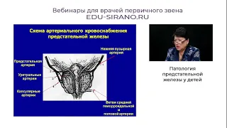 20.04.2021 Патология предстательной железы Володько Е.А.