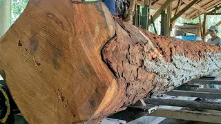 senilai ±20jt inilah wujud asli ,jarang diketahui !kayu mahoni lumayan jumbo/besar graji di Sawmill