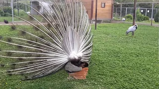 Павлин и его красивый хвост Peacock and its beautiful tail