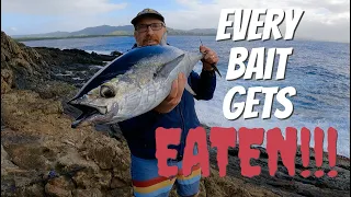 Land Based Tuna Fishing. Live Baiting Longtail Tuna