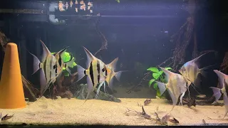 Эксклюзивная рыба / Часть 1. Альтум Ориноко и редкие коридорасы. Pterophyllum altum.