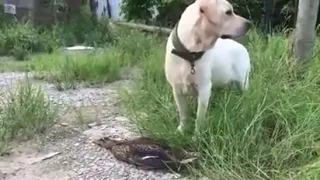 Thug Duck Playing Dead In Front Of Dog