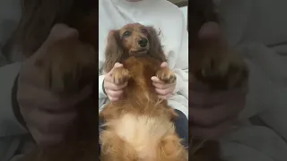 眠そうだけどちょっとだけ踊ってもらった🐶🙏🏻💕【カニンヘンダックス】#shorts #犬 #可愛くてごめん