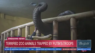 Terrified zoo animals trapped by Putin's troops | Banfield