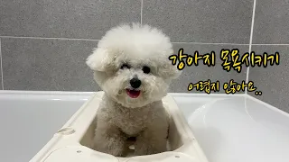 강아지 목욕 하는 방법....어렵지 않습니다