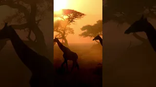 African Harmony, Relaxing Music, Meditation Music, Stress Relief, Mindfulness, Calm Down