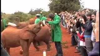 Baby Elephants Feeding Time at The David Sheldrick Wildlife Trust