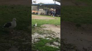 Nature documentary about seagulls made into 22 seconds MUCH WATCH