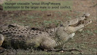 Amazing Nile Crocodile "Snout lifting" behavior not often seen in Kruger Park