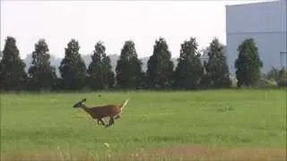 Deer Jumps Fence