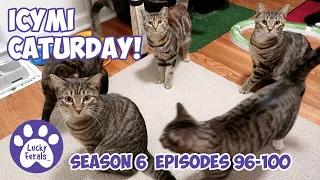 ICYMI Caturday! * Lucky Ferals S6 Episodes 96 - 100 * Cat Videos Compilation - Feral Kittens