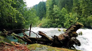 Красивая лесная река. Расслабляющие Природы звуки (10 часов) Белый Шум для сна.