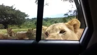 Lioness Opens Car Door