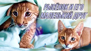 Жизнь рысёнка Локи и его друга😺 Игры котят на кровати 😻