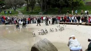 Penguin Release Boulders Beach 26 September 2009