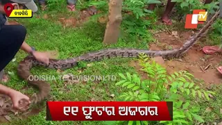 11-Feet-Long Python Rescued By Snake Helpline Members In Balasore’s Nilgiri