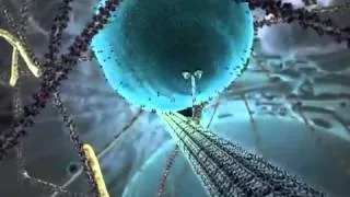 Harvard Cell Animation mp4