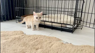 On the 2nd day to coming my room, she was screaming so I oped the cage and then something happened