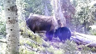 This Man Looked Through His Trail Camera But Couldn't Explain What It Had Captured In These Woods