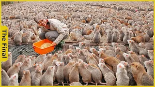 How the Chinese Raise and Consume Billions of Rats Every Year | Food Processing Machines