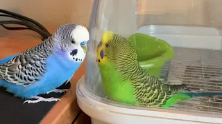 Two parakeets talk to each other whilst talking to their own reflections