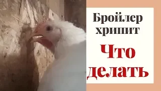 Бройлеры хрипят. Что делать.