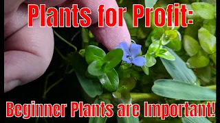 Plants for Profit: The Importance of Beginner Plants