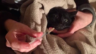 Easy & safe syringe feeding tutorial for sick cats and kittens