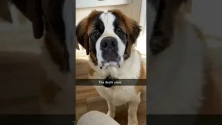 Saint Bernard puppy journey 😱