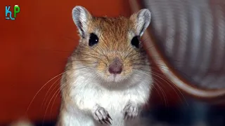 Top 10 facts about Gerbils you'll wish you'd known about sooner