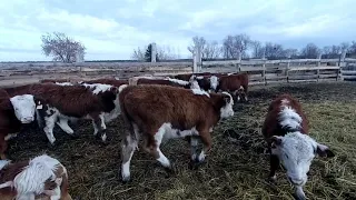 Продажа телят мясной породы. Герефорд, казахская- белоголовая и симментал.