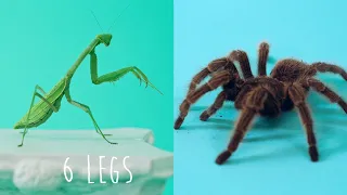 Insect Vs. Spider